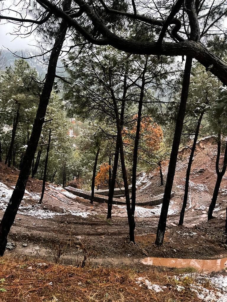 Snow between pine trees on the resort site