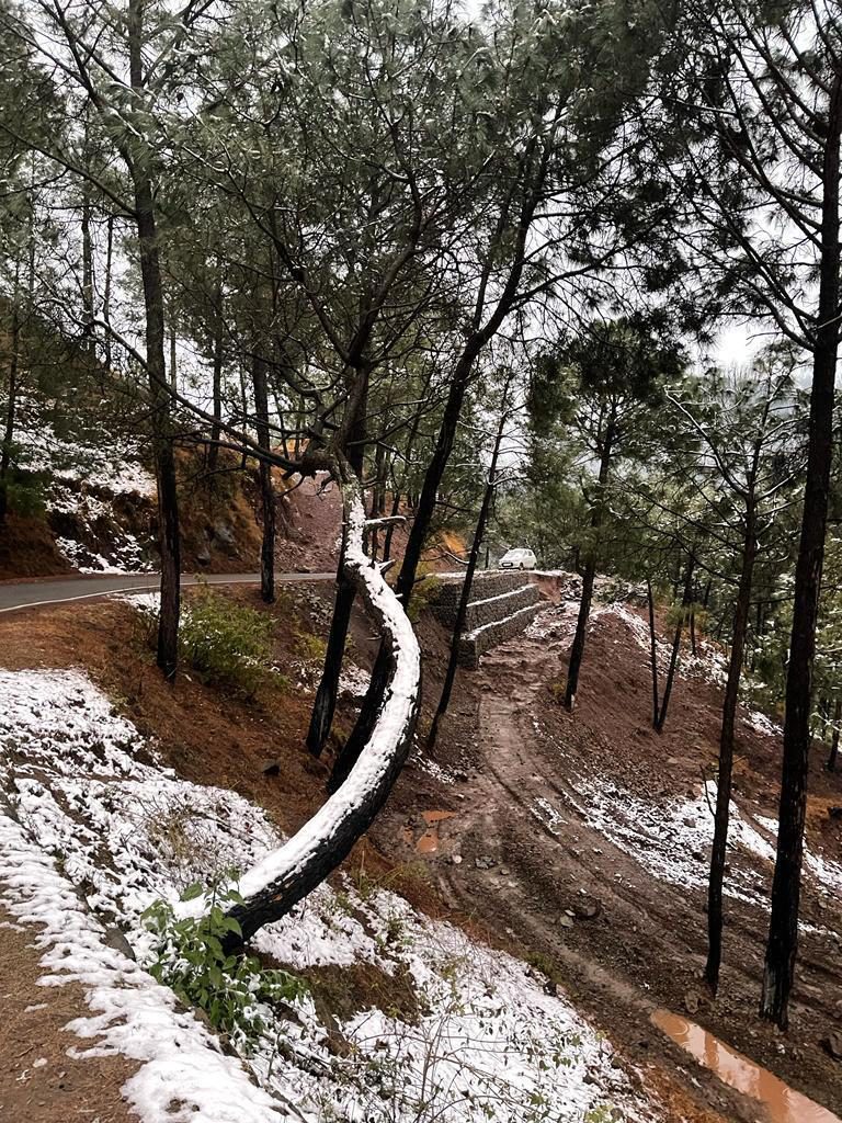 A curving pine trunk dusted with snow beside the site road